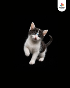 ADOPTA A VENECIA_6