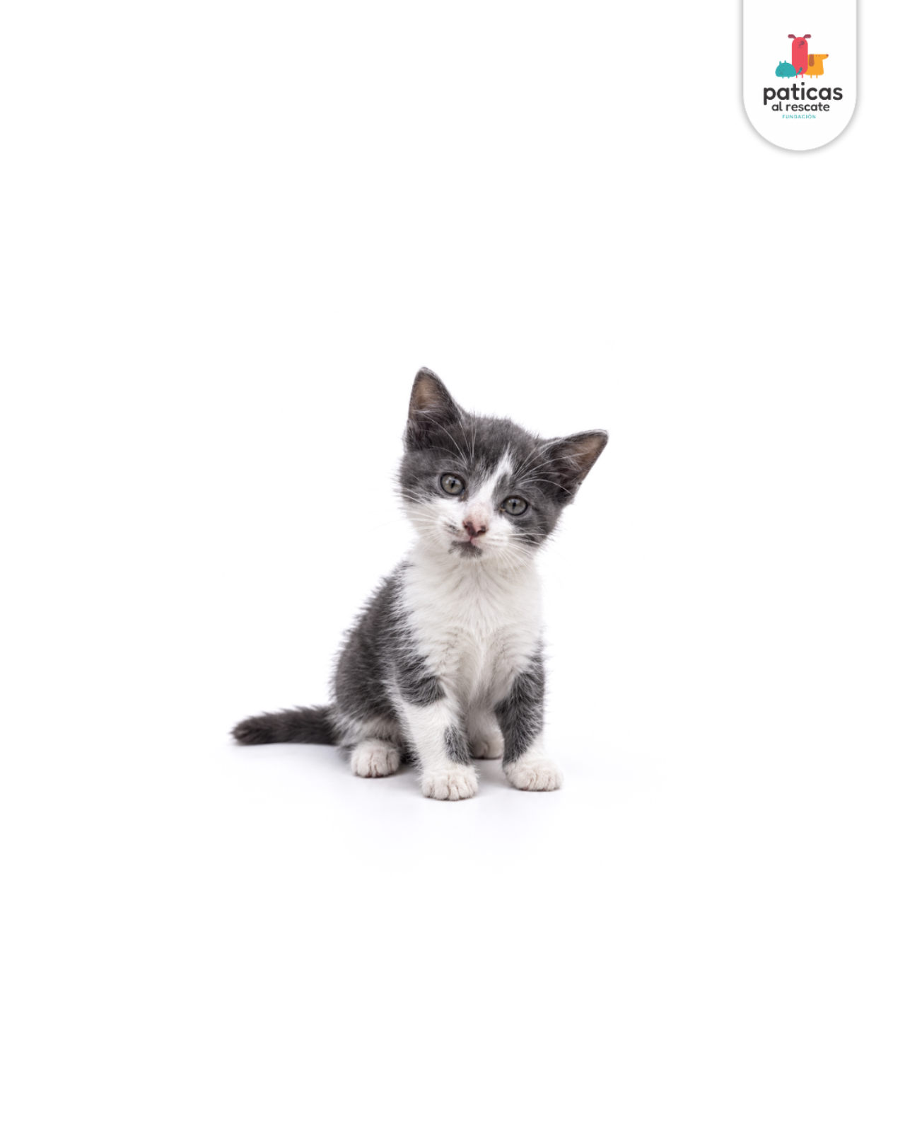 ADOPTA A PERCY_3