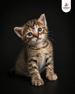 ADOPTA A MAR_2