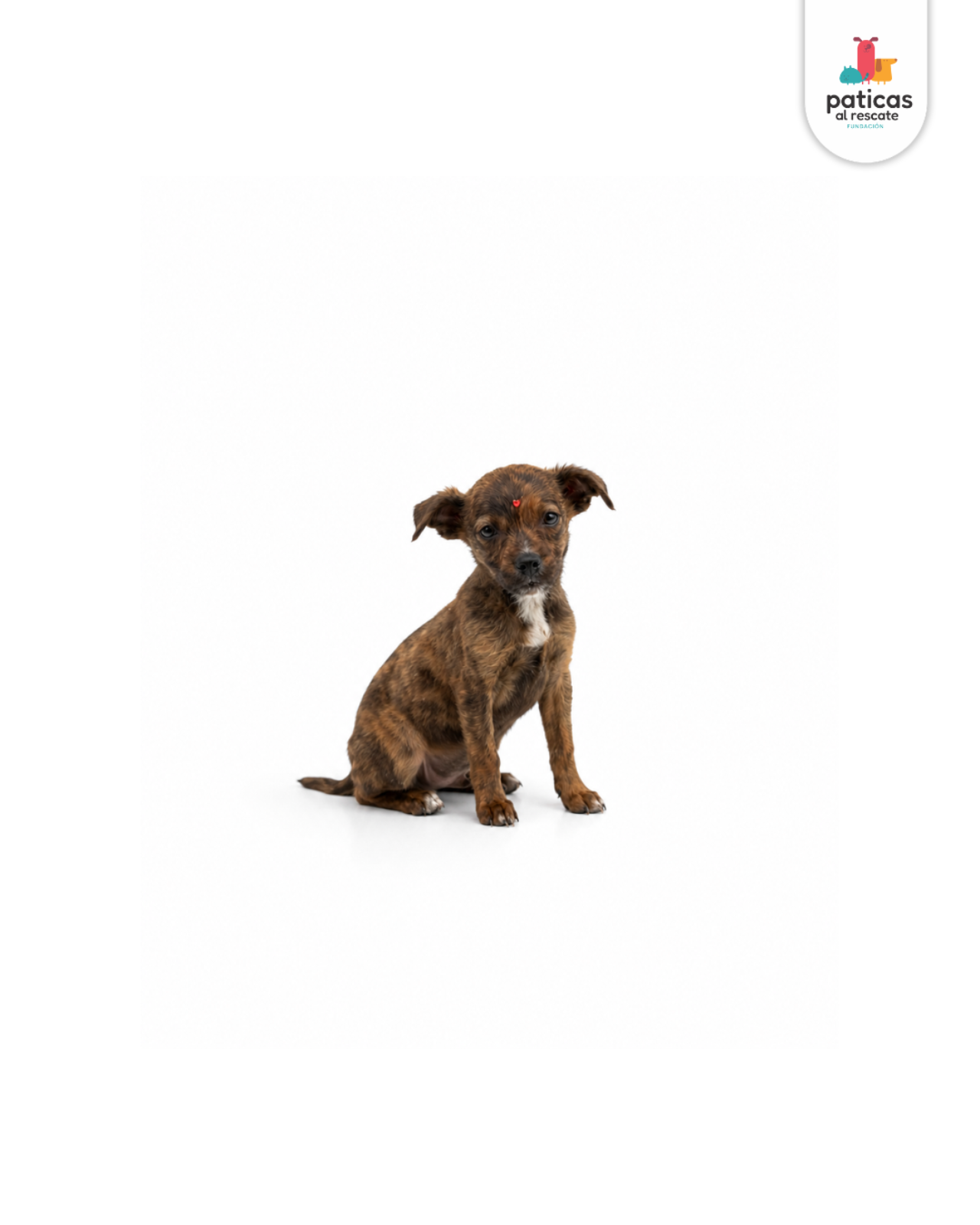 ADOPTA A AZALEA_3