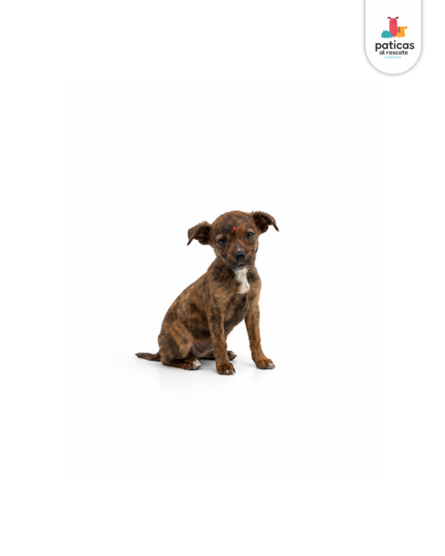 ADOPTA A AZALEA_3