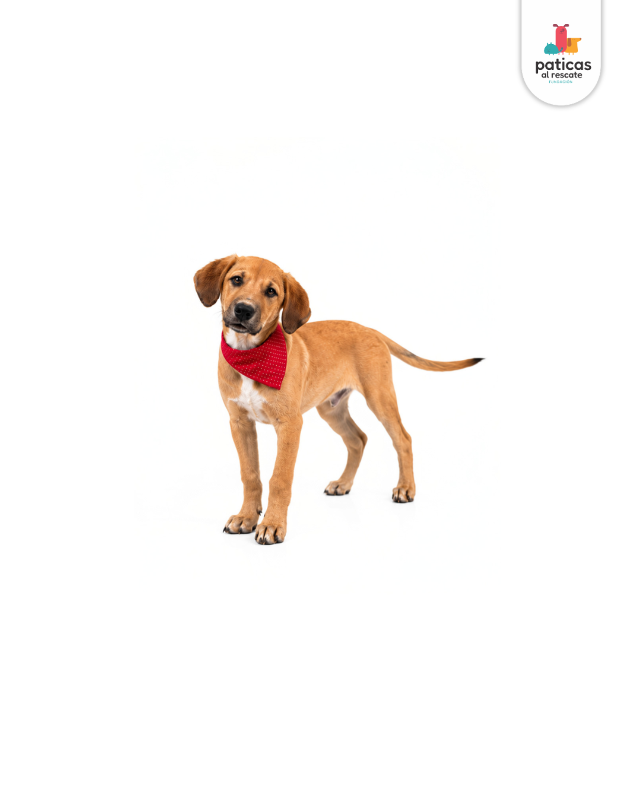 ADOPTA A SALOMÓN_2