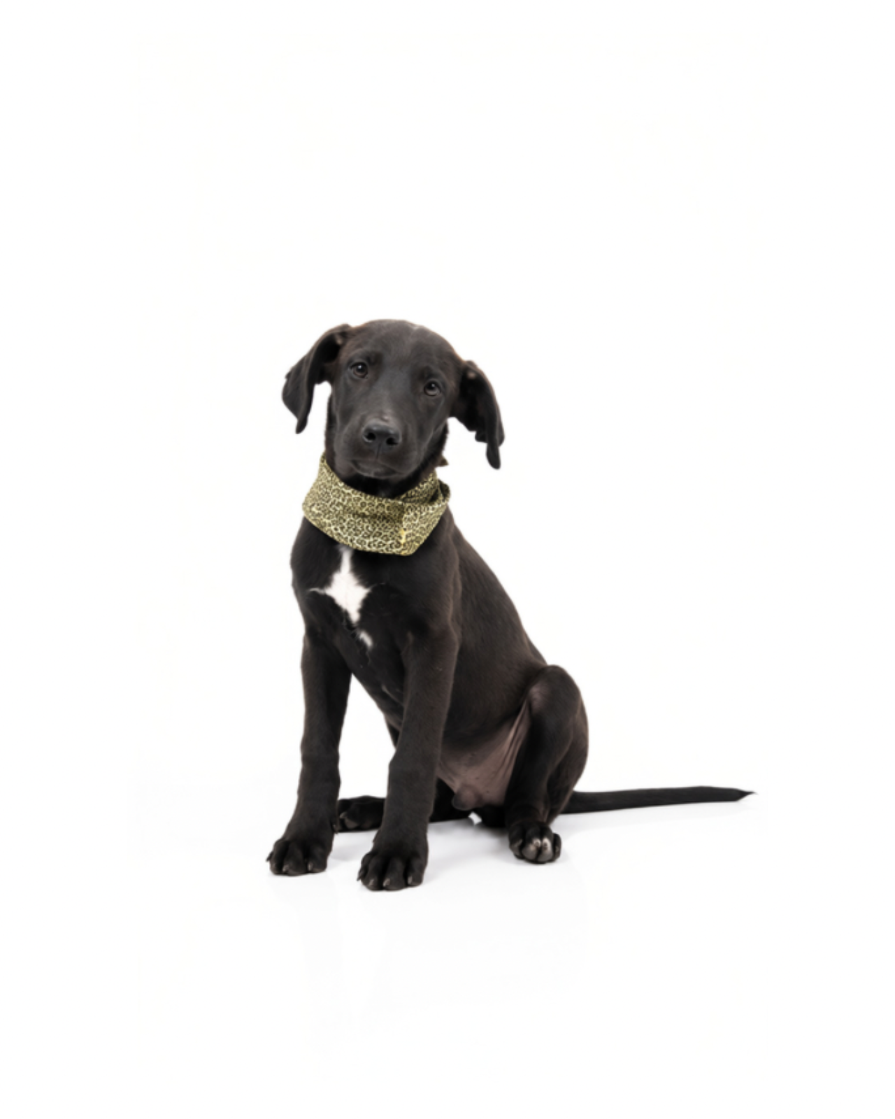 ADOPTA A PIMENTÓN_4