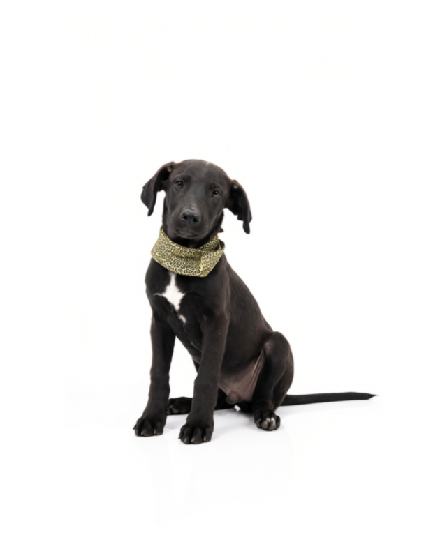 ADOPTA A PIMENTÓN_4