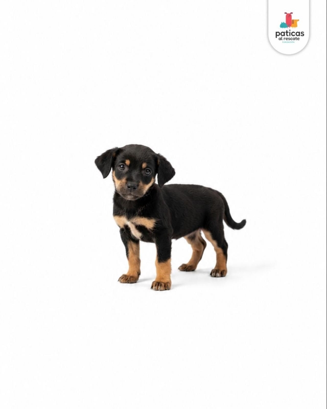 ADOPTA A ELMO_8