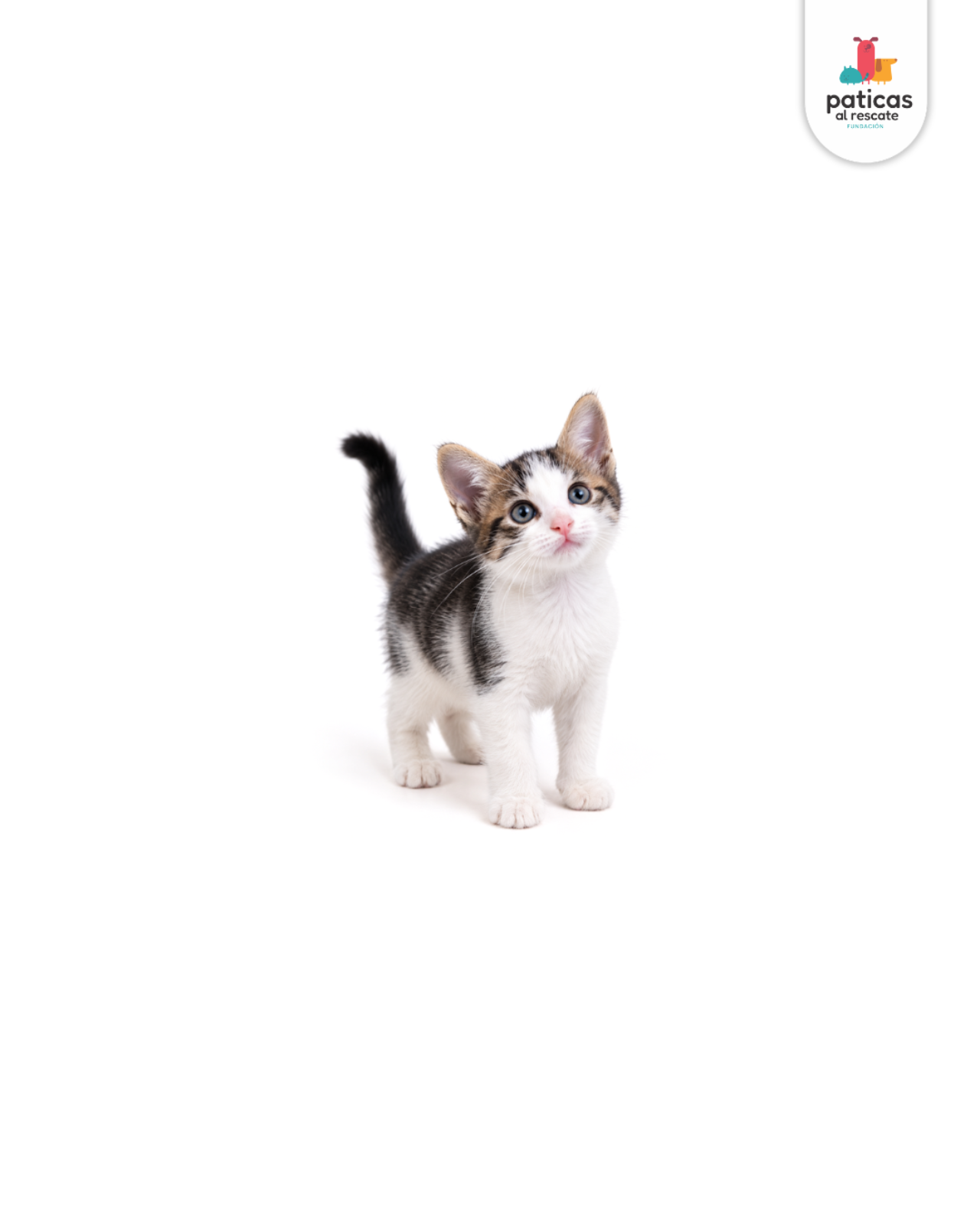 ADOPTA A PEPA_4