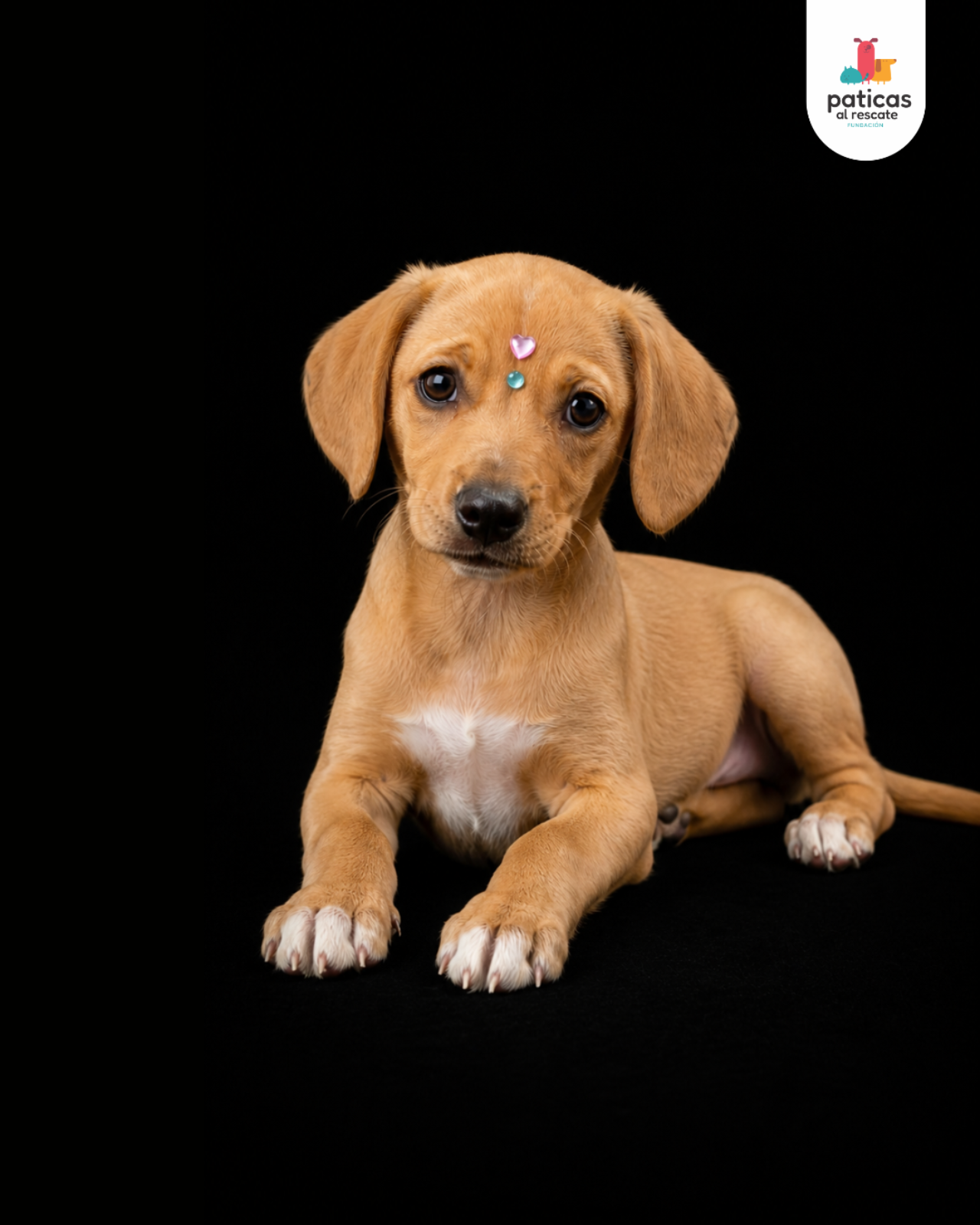 ADOPTA A EMPANADA_4