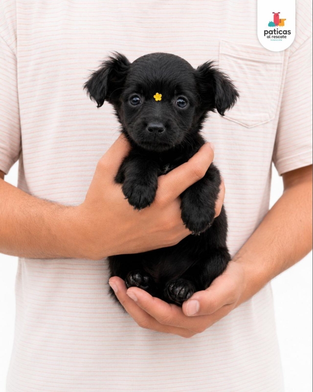 ADOPTA A PIMIENTA_6
