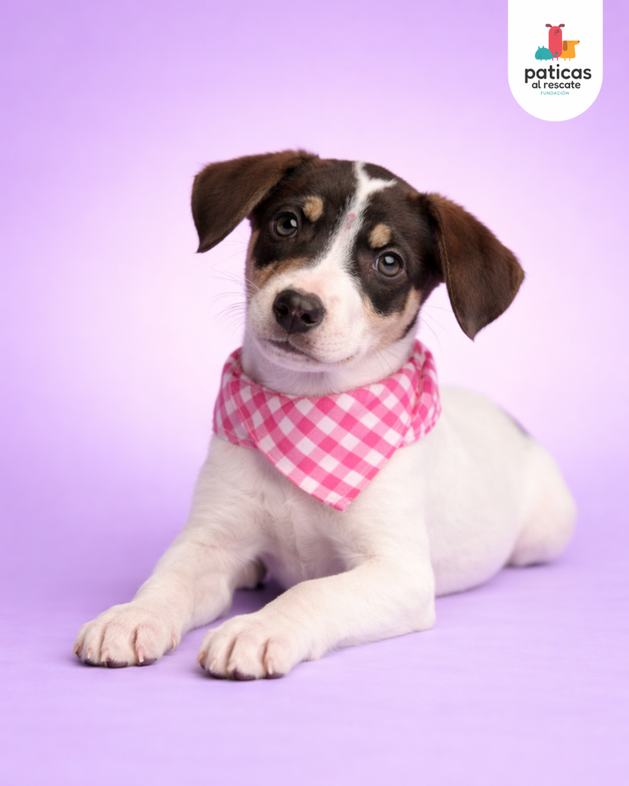 ADOPTA A MANZANILLA_5