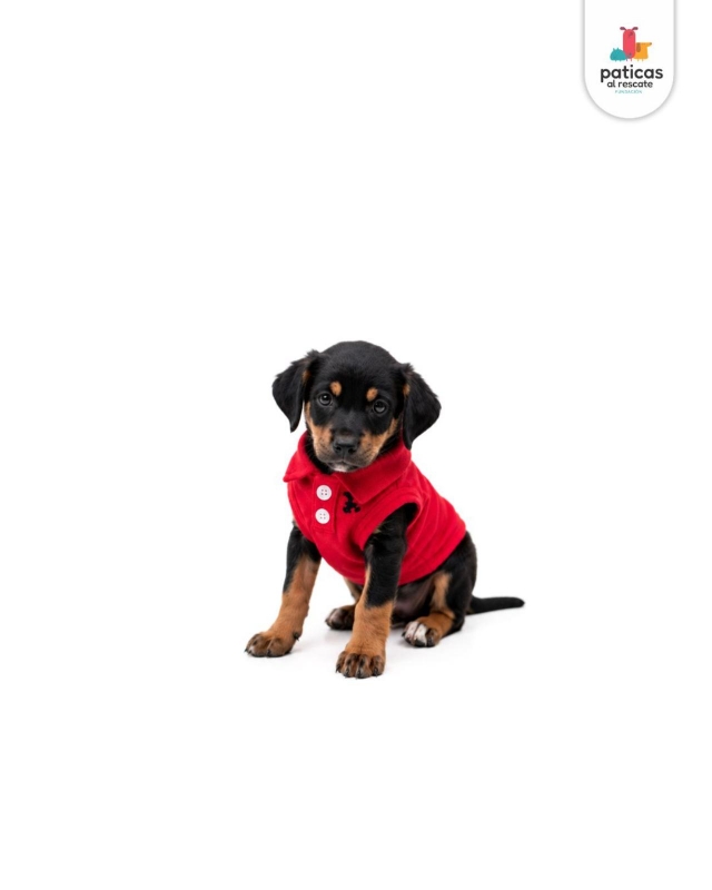 ADOPTA A ARCHIBALDO_2