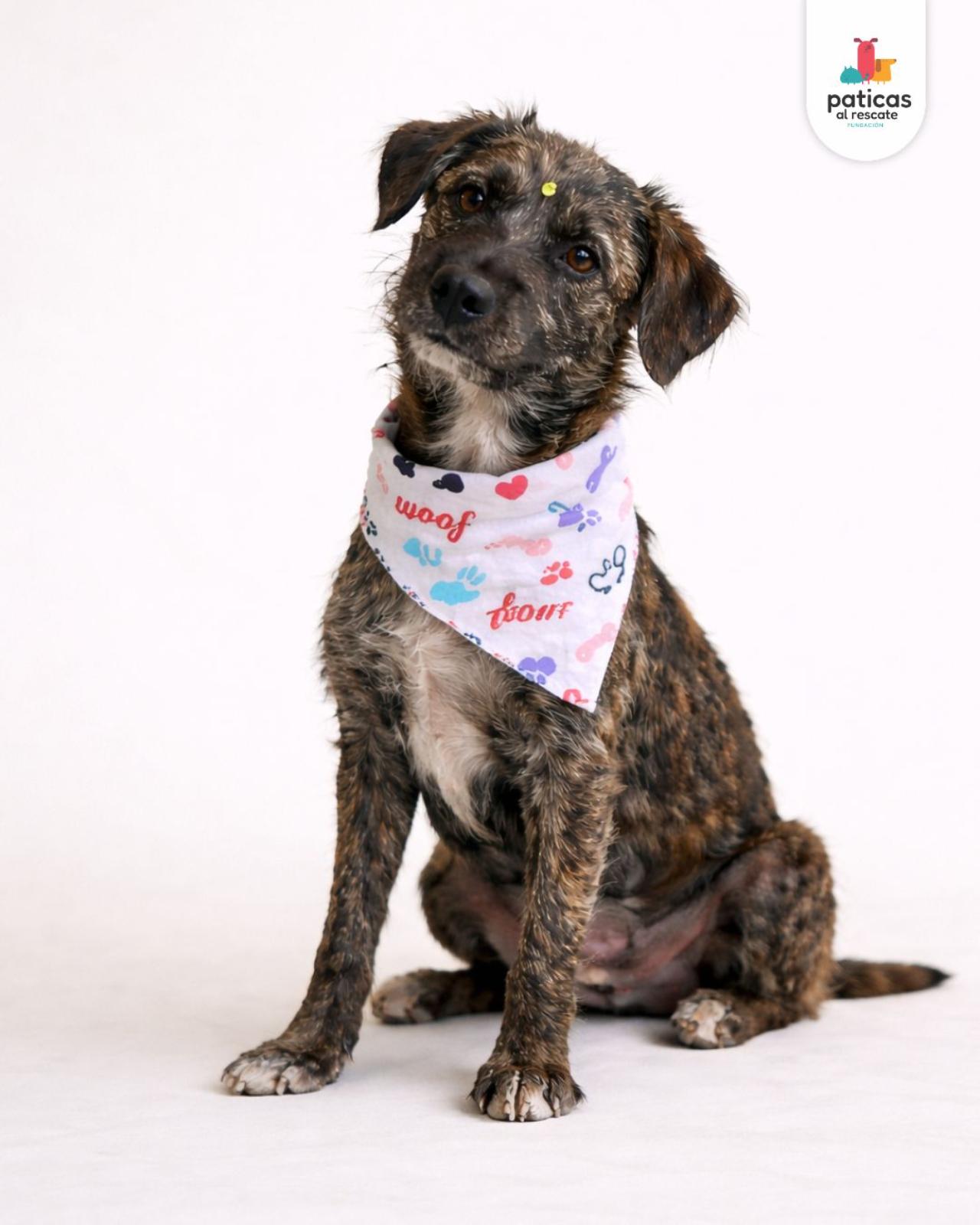 ADOPTA A PELUCHINA_5