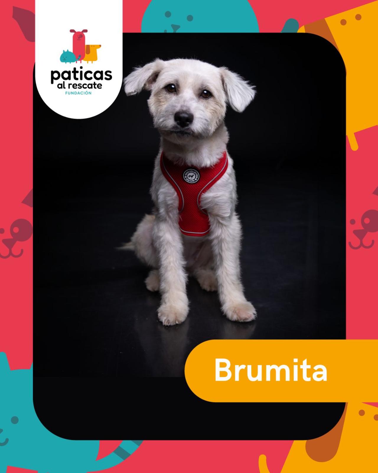 ADOPTA A BRUMA_1