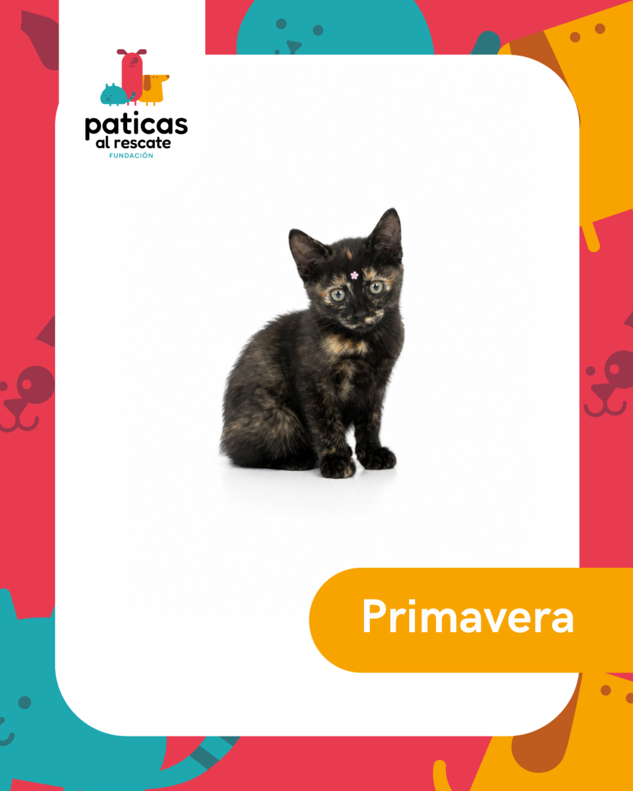 ADOPTA A PRIMAVERA - Paticas al Rescate