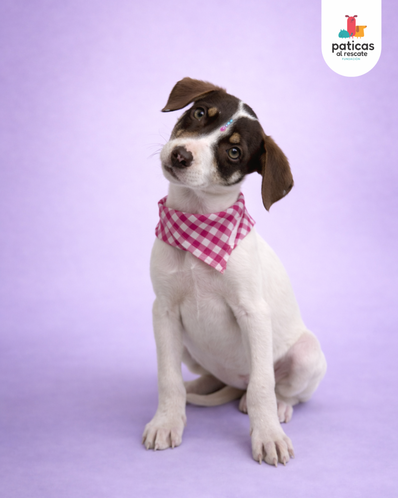 ADOPTA A MANZANILLA_3