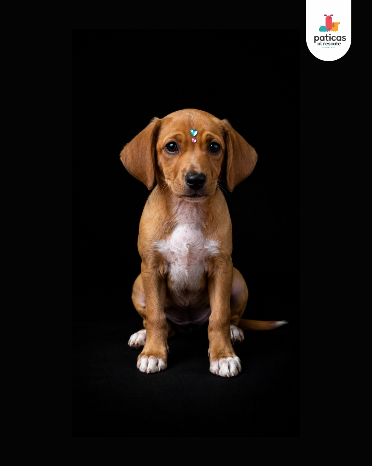 ADOPTA A AREPITA_2