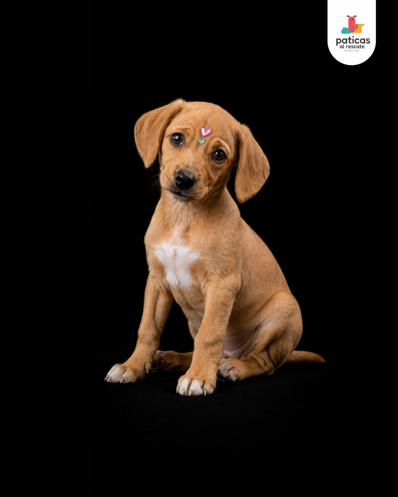 ADOPTA A EMPANADA_3
