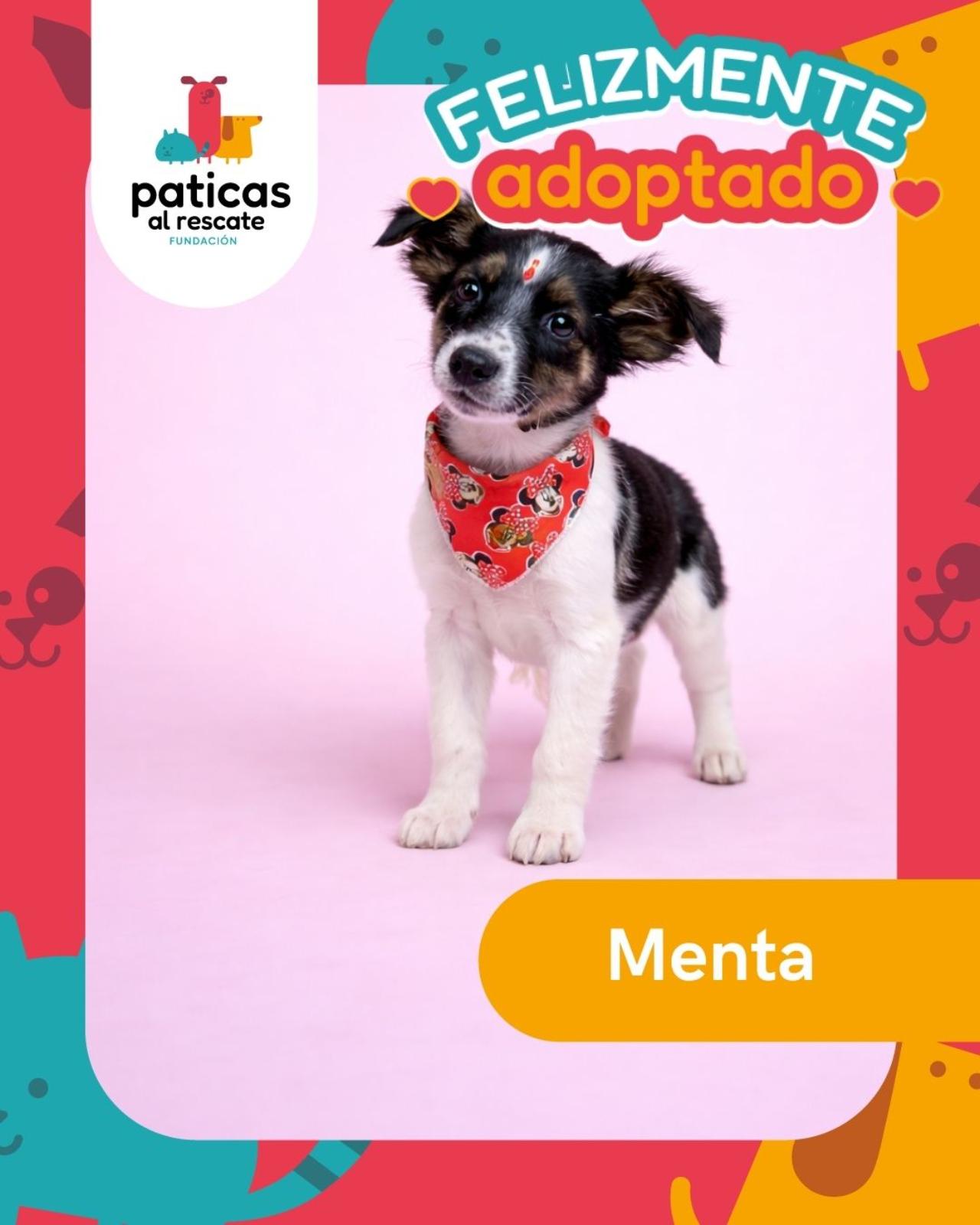 ADOPTA A MENTA - Paticas al Rescate