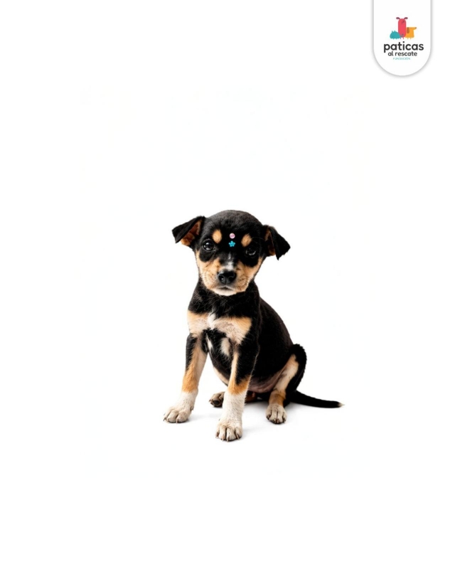 ADOPTA A ABBY_4