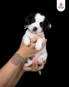 ADOPTA A ALFREDO_10