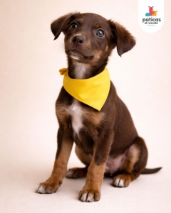 ADOPTA A ROMERITO_5