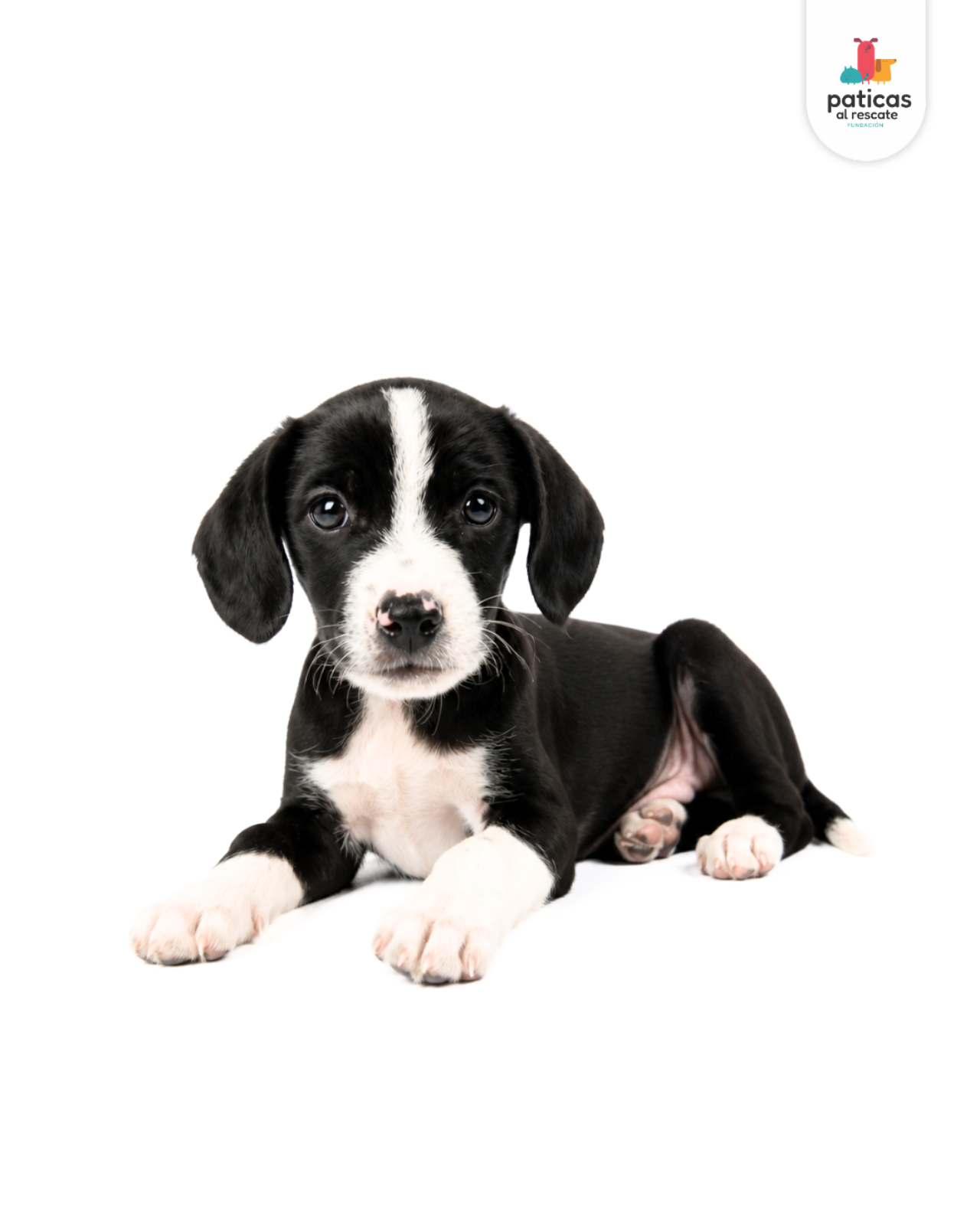 ADOPTA A POMODORO_4
