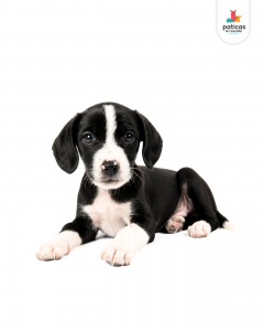 ADOPTA A POMODORO_4