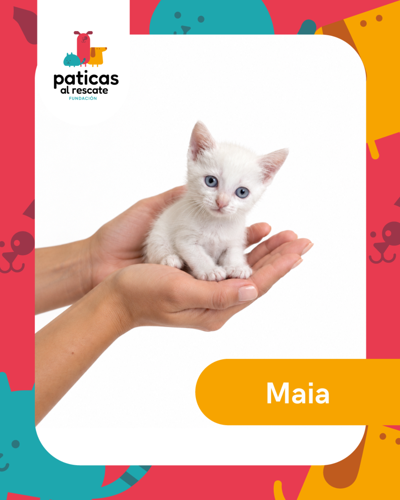 ADOPTA A MAIA_1
