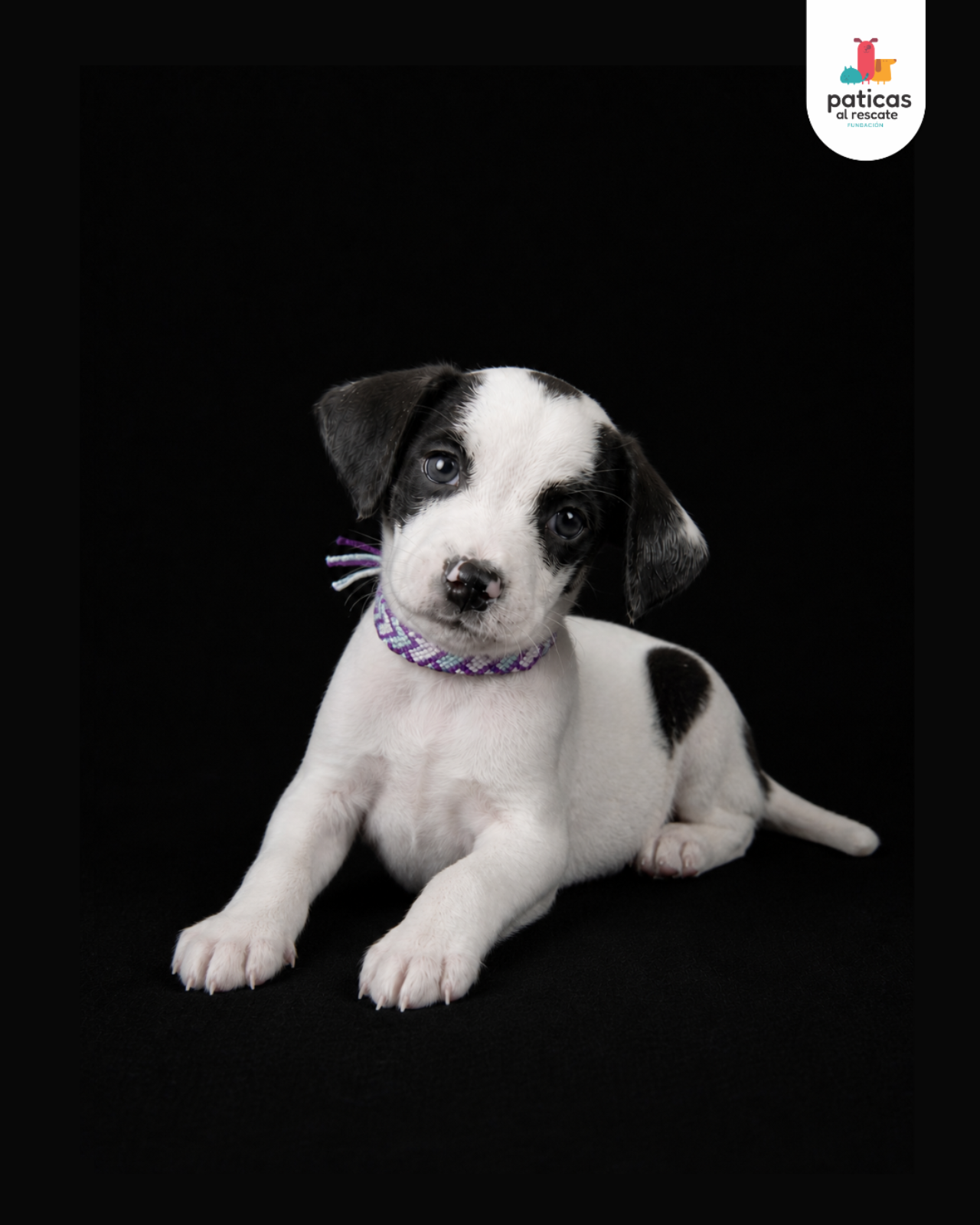 ADOPTA A ALFREDO_4