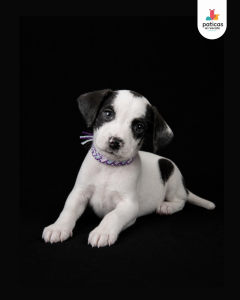 ADOPTA A ALFREDO_4