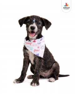 ADOPTA A PANDA_8