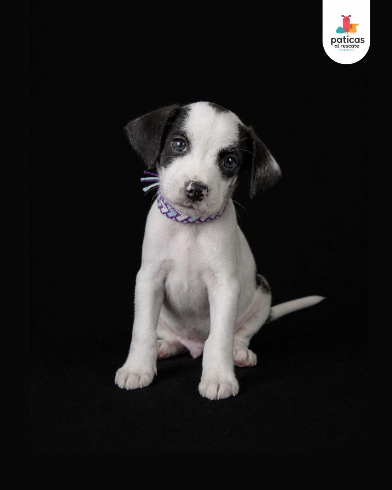 ADOPTA A ALFREDO_2