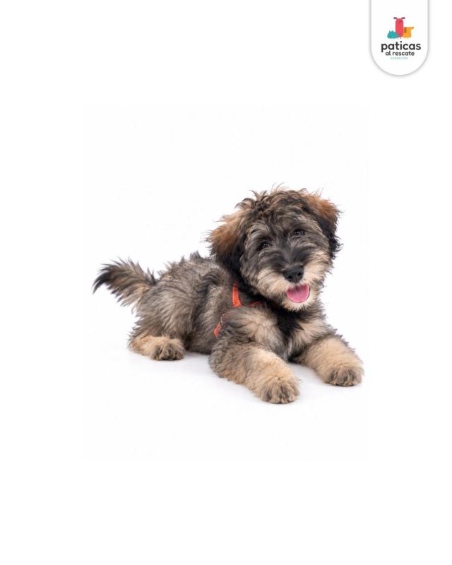 ADOPTA A MOTITA_3
