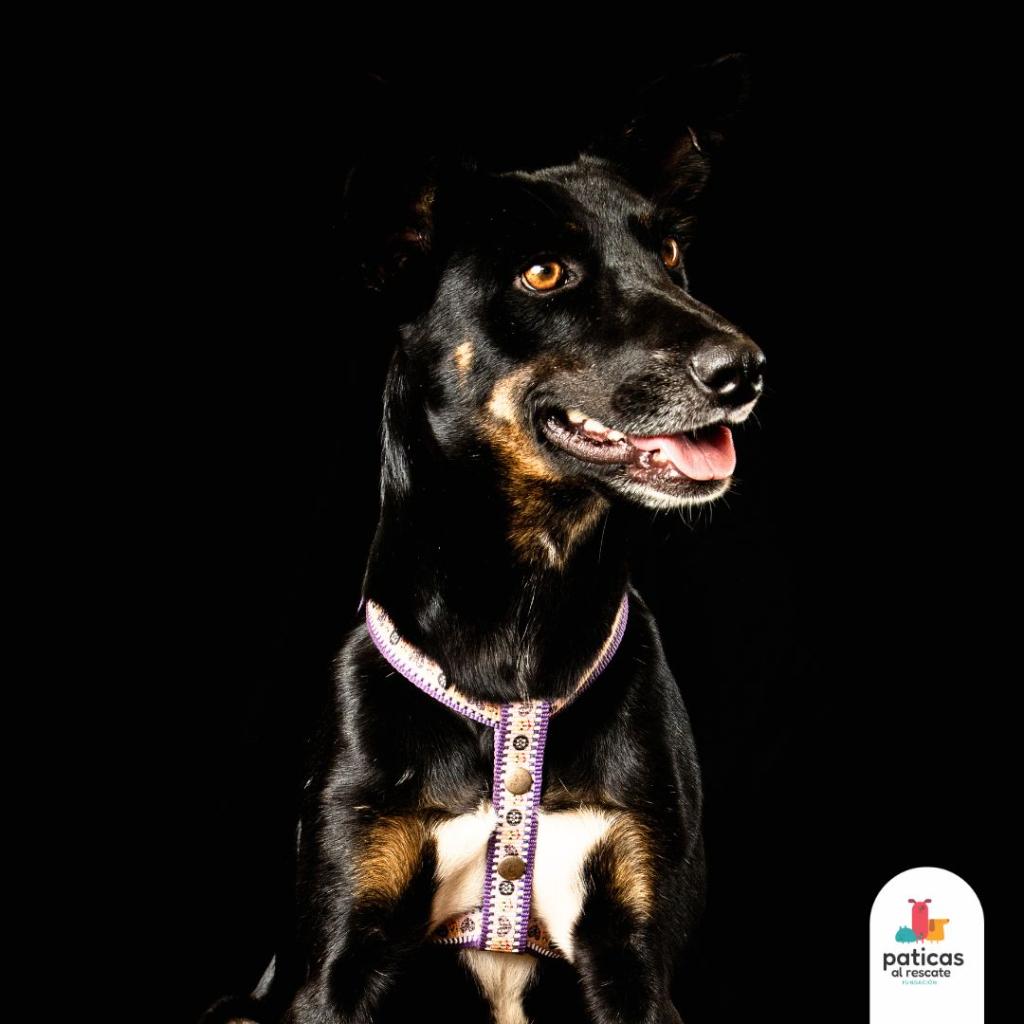 ADOPTA A RANDY_6