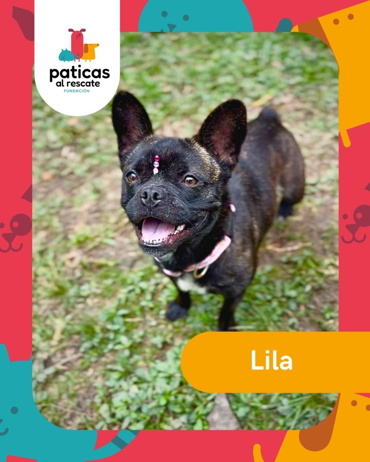 Adopta a Lila - Paticas al Rescate