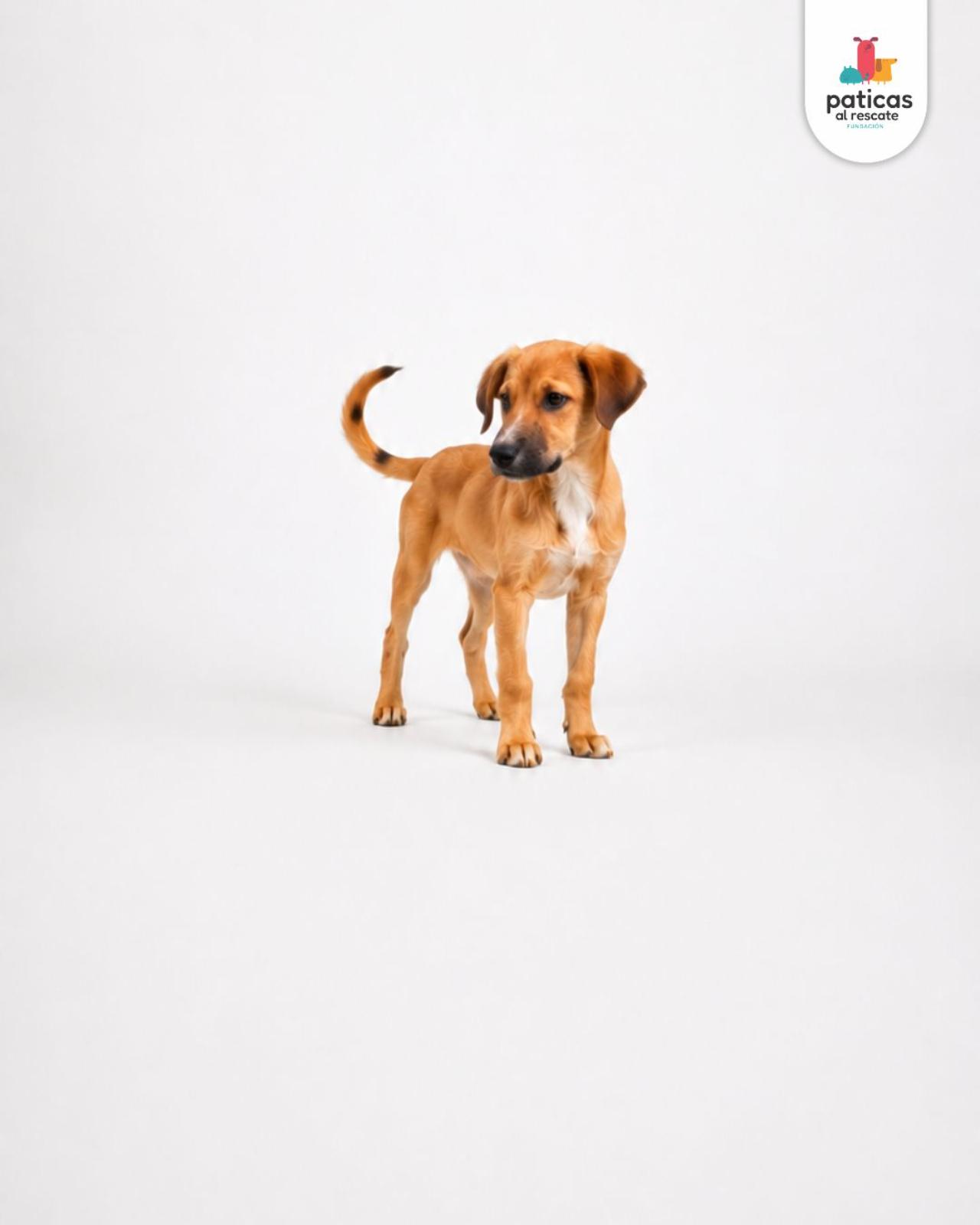 ADOPTA A PLATANITO_7