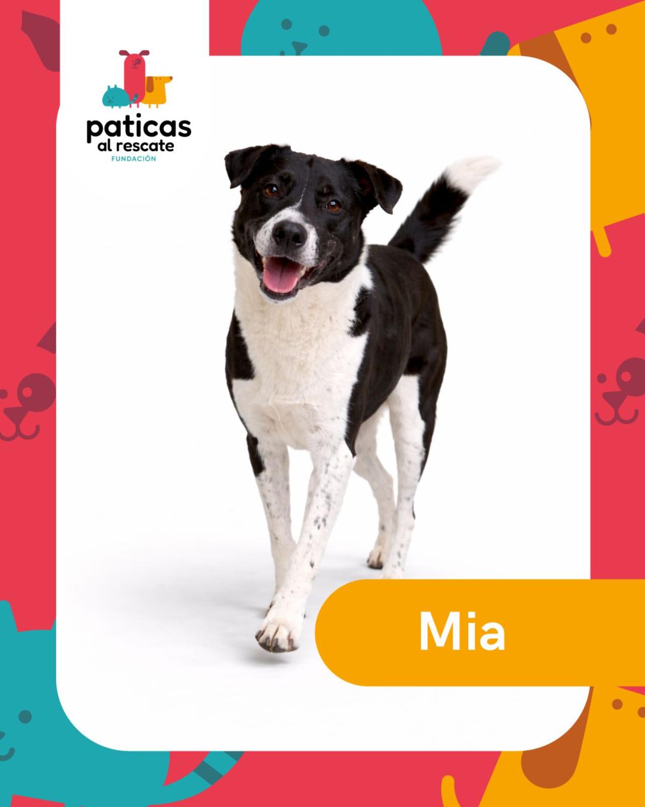 ADOPTA A MÍA_1