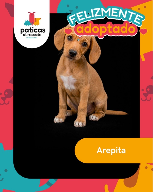 ADOPTA A AREPITA_8