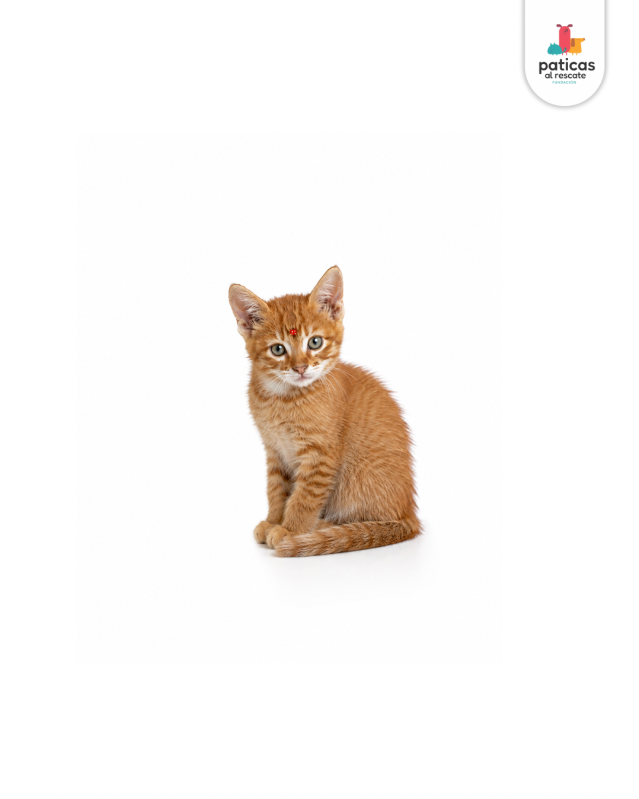 ADOPTA A ANASTASIA_5