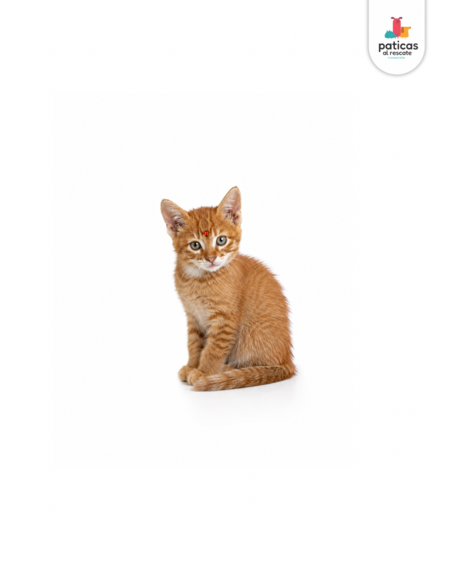 ADOPTA A ANASTASIA_5