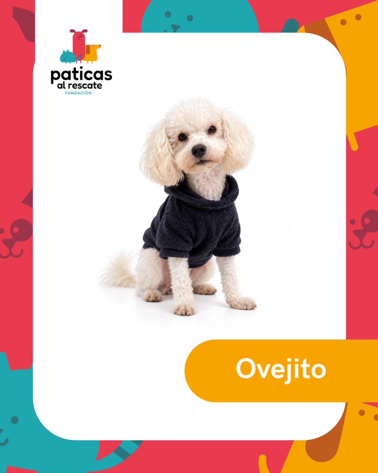 ADOPTA A OVEJITO_1