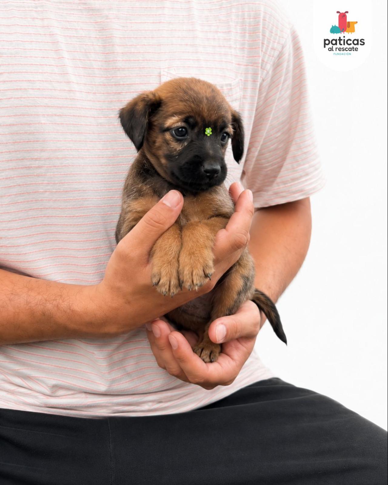 ADOPTA A CÚRCUMA_3