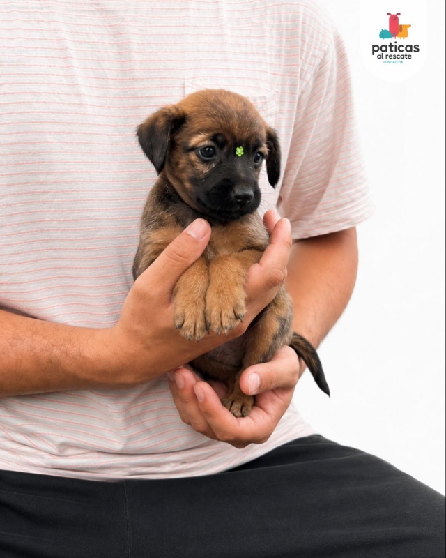 ADOPTA A CÚRCUMA_3