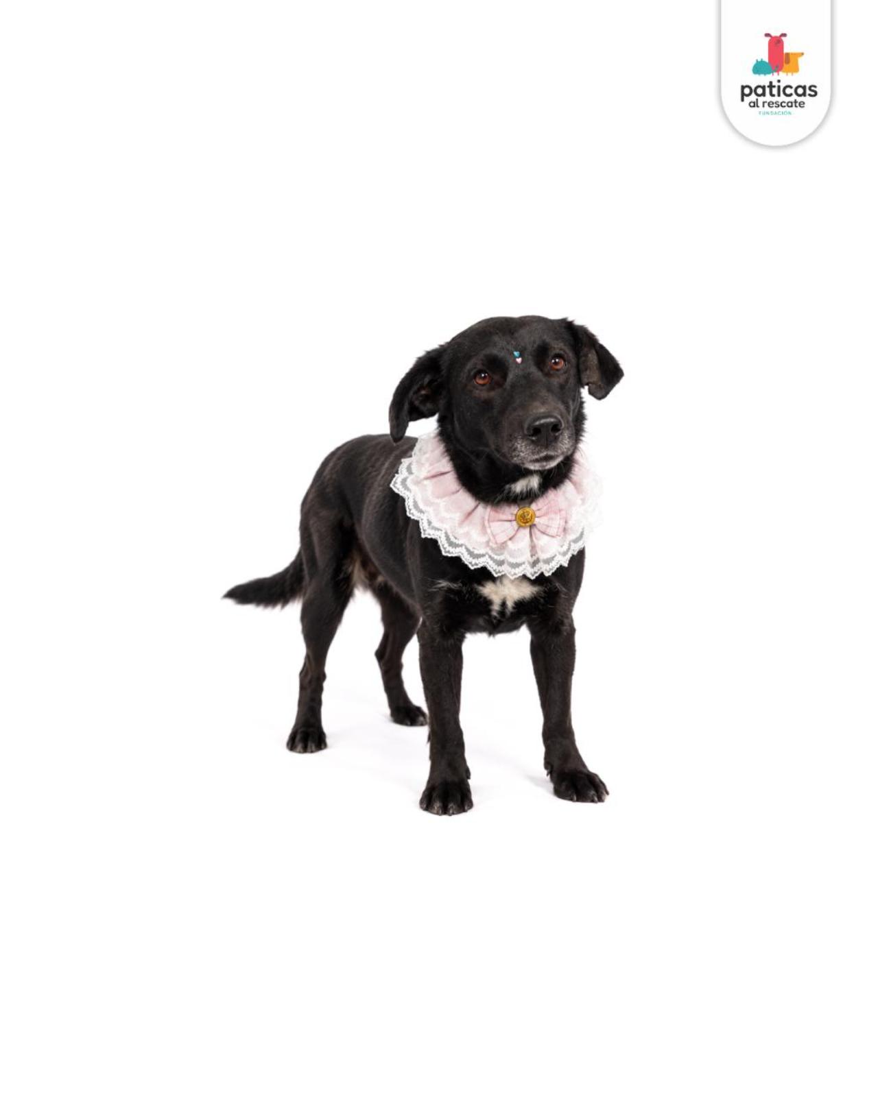 ADOPTA A TOMASITA _7