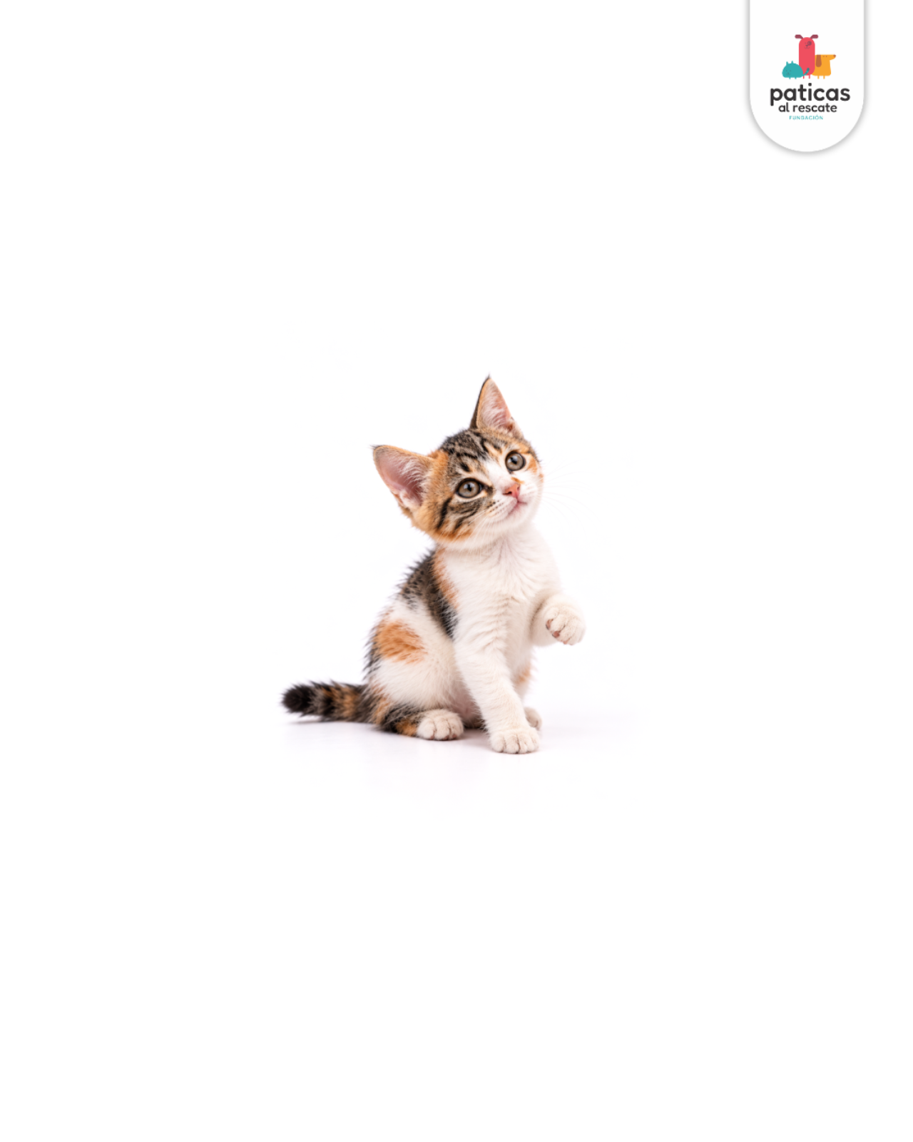 ADOPTA A CRISTAL_2