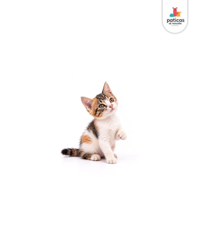 ADOPTA A CRISTAL_2