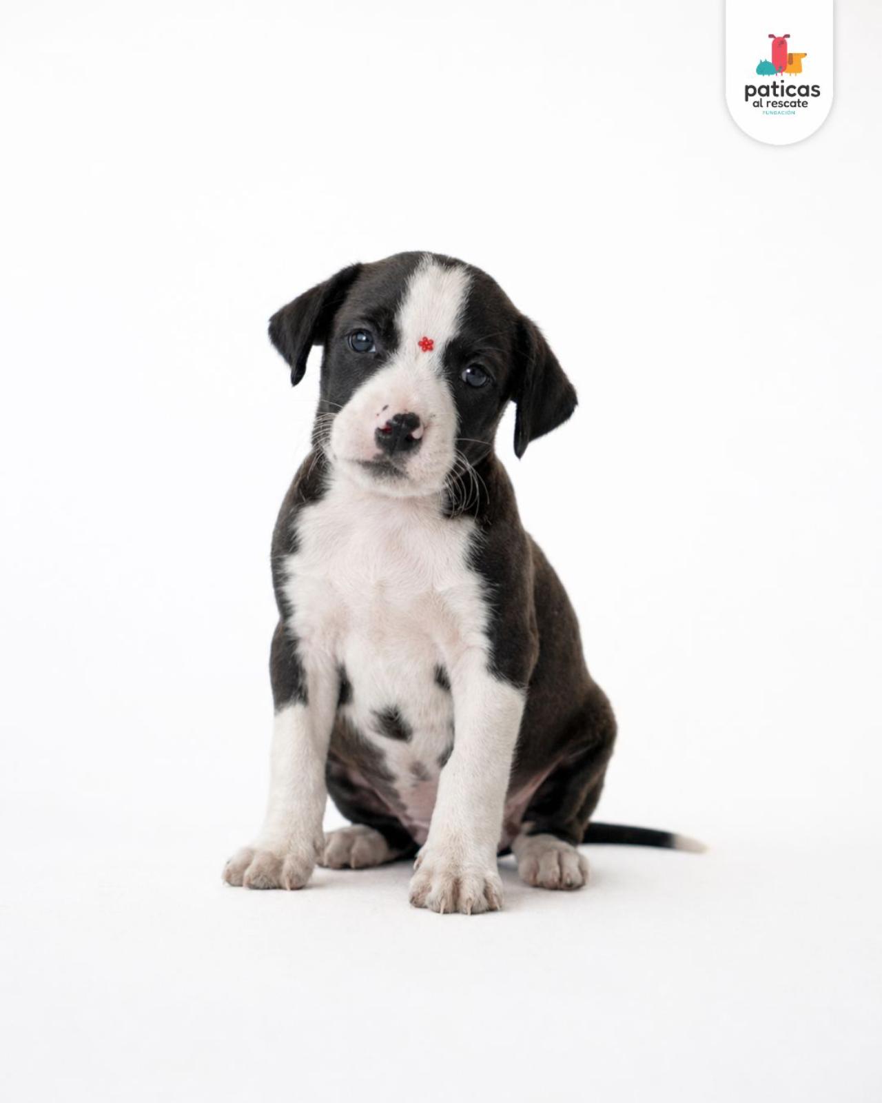 ADOPTA A BOLOÑESA_6