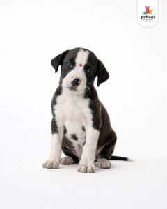 ADOPTA A BOLOÑESA_6