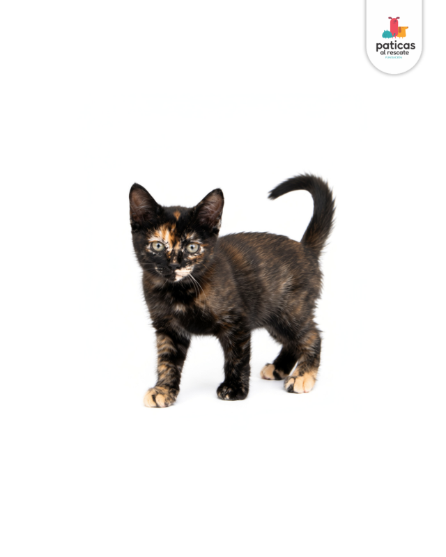 ADOPTA A MISSY_3