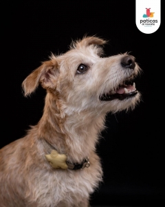 ADOPTA A VAINILLA_4