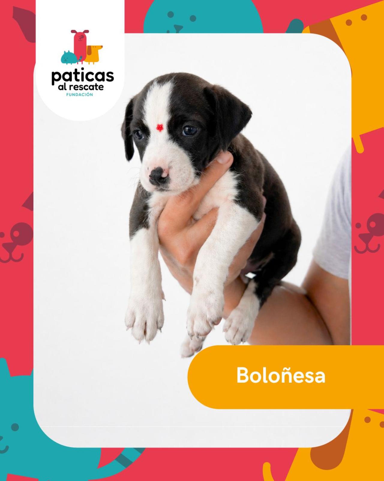 ADOPTA A BOLOÑESA_1